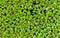 Lemna minor - the common duckweed or lesser duckweed, is an aquatic freshwater plant