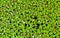 Lemna minor - the common duckweed or lesser duckweed, is an aquatic freshwater plant