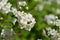 Lemoine Deutzia