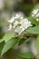 Lemoine Deutzia x lemoinei Boule de Neige, white flowers and yellow stamen