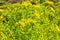 Lemon Ball succulent plant Sedum rupestre