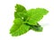 Lemon balm