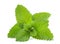 Lemon balm