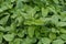 Lemon Balm