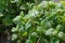Lemon balm or balm mint, melissa officinalis aromatic green plan
