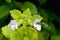 Lemon Balm Blossom Duo 03