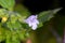 Lemon Balm Blossom Solo