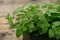 Lemon balm, common balm or balm mint Melissa officinalis on garden. Oganic herb plant.