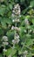 Lemon balm flowers are blooming  Melissa officinalis