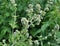 Lemon balm flowers are blooming  Melissa officinalis