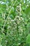 Lemon balm flowers are blooming  Melissa officinalis