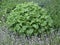 Lemon Balm in The Herbal Garden