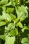 Lemon balm Melissa officinalis