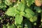 Lemon balm or Melissa officinalis or Common balm or Balm mint perennial herbaceous plant with thick green leathery leaves