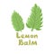Lemon Balm or Melissa officinalis. Green seasoning, medicinal herbs and spices. Harvest green raw lemon balm leaves