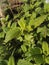 Lemon balm, Melissa officinalis, in the sun