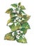 Lemon balm mint plant Watercolor illustration