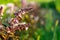 Lemon basil Hoary basil Hairy basil tree and seeds. Close up