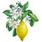 Lemon. Blooming citrus branch on isolated white background, watercolor illustration, ripe fruit