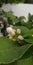 Lemon blossoms white and pink coloured flower buds of lemon  tree