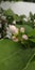 Lemon blossoms white and pink flowers buds of lemon tree