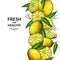 Lemon border vector drawing. Citrus fruit frame template.