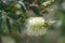 Lemon bottlebrush Melaleuca pallida, creamy-white flower