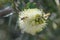 Lemon bottlebrush Melaleuca pallida, creamy-white flower with honeybee