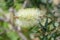 Lemon bottlebrush Melaleuca pallida, creamy-white inflorescence