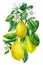 Lemon branch with fruits, flowers and leaves. Watercolor hand drawing illustration for your design.