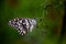 Lemon butterfly, lime swallowtail and chequered swallowtail Butterfly resting on the flower plants