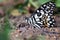 Lemon butterfly, lime swallowtail and chequered swallowtail on the ground  image