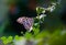 Lemon butterfly, lime swallowtail and chequered swallowtail image