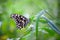 Lemon butterfly, lime swallowtail and chequered swallowtail image resting on the flower plants during spring season