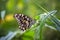 Lemon butterfly, lime swallowtail and chequered swallowtail image resting on the flower plants during spring season