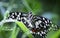 Lemon butterfly, lime swallowtail and chequered swallowtail on the leaf with open wings