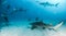 Lemon and Caribbean reef shark at the Bahamas