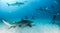 Lemon and Caribbean reef sharks at the Bahamas