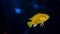 Lemon cichlid fish Labidochromis caeruleus