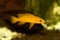 Lemon cichlid Neolamprologus leleupi yellow aquarium fish