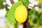 Lemon Citrus limon L. Osbeck is a fruit tree belonging to the Rutaceae family. The common name lemon can refer to both the pla