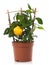 Lemon citrus plant