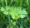 Lemon Clover or Oxalis Stricta closeup for herbaceous wild nature