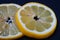 Lemon Cross Section