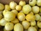 Lemon cucumber, Cucumis sativus \'Lemon\'