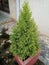 Lemon cypress green plant.