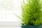 Lemon Cypress plant in green pot