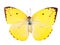 Lemon Emigrant butterfly