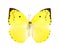 Lemon Emigrant butterfly (Catopsilia pomona).
