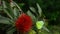 Lemon Emigrant butterfly flying to the Red Golden Penda flower in a botanical garden